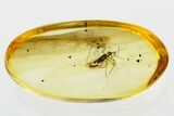 Fossil Assassin Bug (Reduviidae) In Baltic Amber - Rare #307876-1